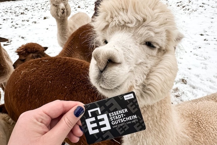Der "Essener Stadtgutschein" kann auch f&uuml;r eine Alpaka-Wanderung eingel&ouml;st werden