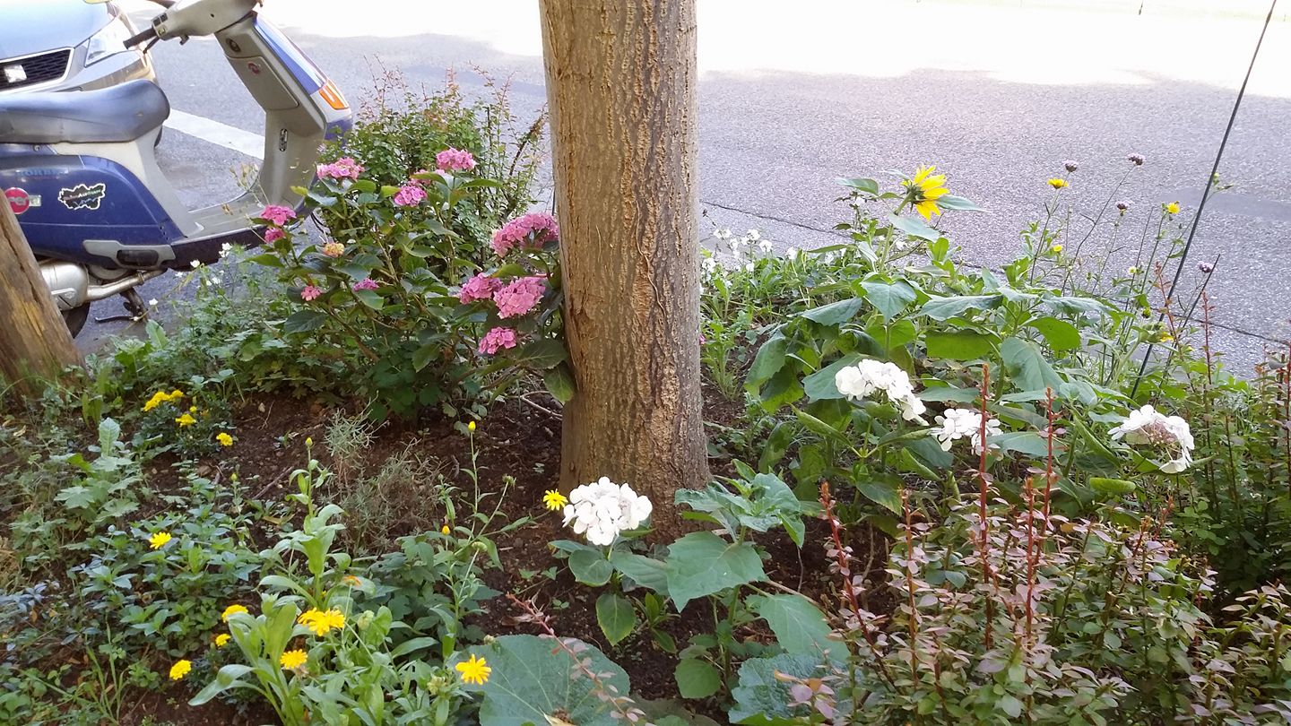 Frisch bepflanztes Blumenbeet in Frohnhausen