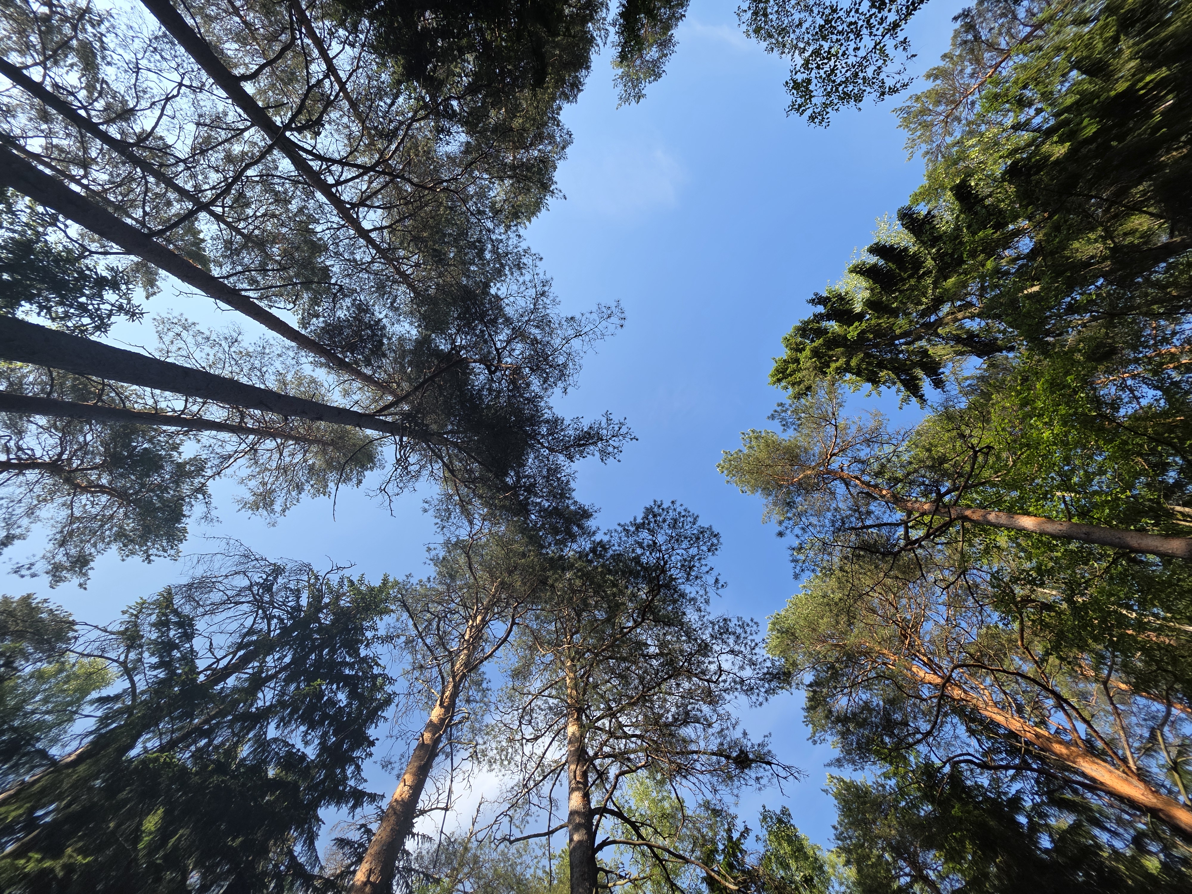 Blick durch die Baumkronen im Espoo Central Park