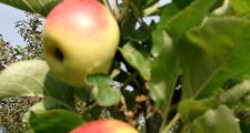 Apfel Foto: Äpfel an einem Baum