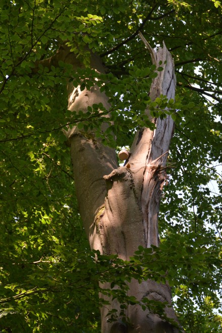 Buche mit ausgebrochenem Kronast