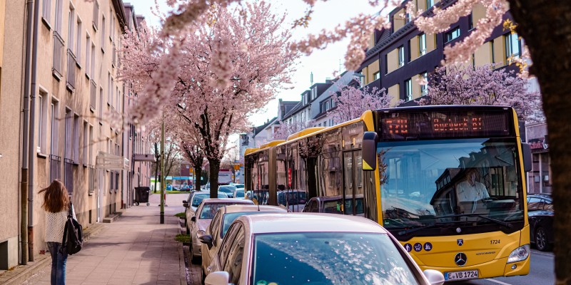 Kirschbaumblüte in Altenessen