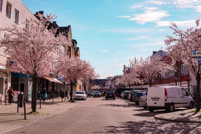 Kirschblüte in Altenessen Zentrum
