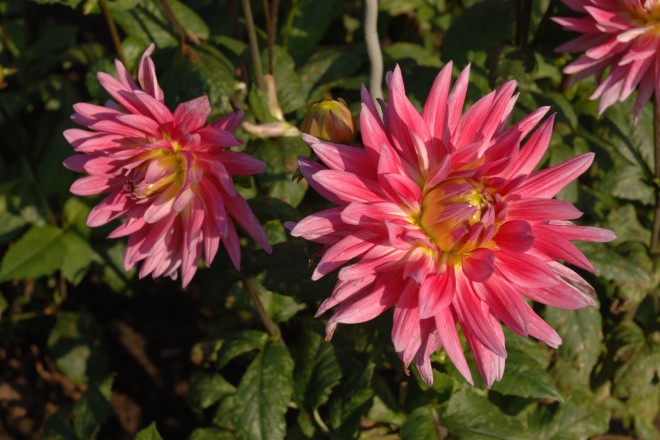 Foto: blühende Dalien