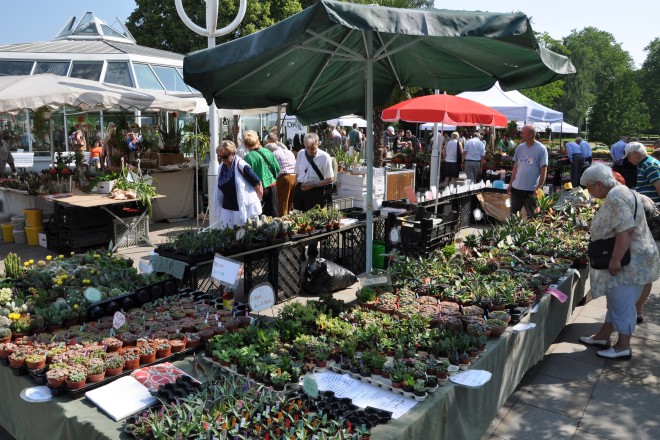 Essener Kakteen- und Sukkulentenmarkt 2017