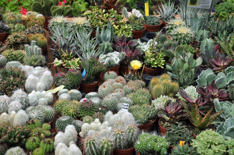 mammillaria aureispina Mammillaria Geminispina – AceMegaSucculents main image 1