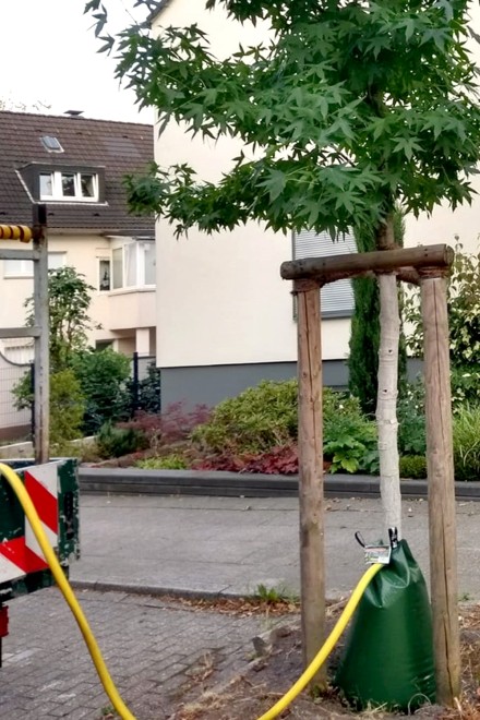 Foto: Bewässerungssäcke zur Sicherung des Anwuchserfolges von Jungbäumen in den ersten Jahren nach der Pflanzung.