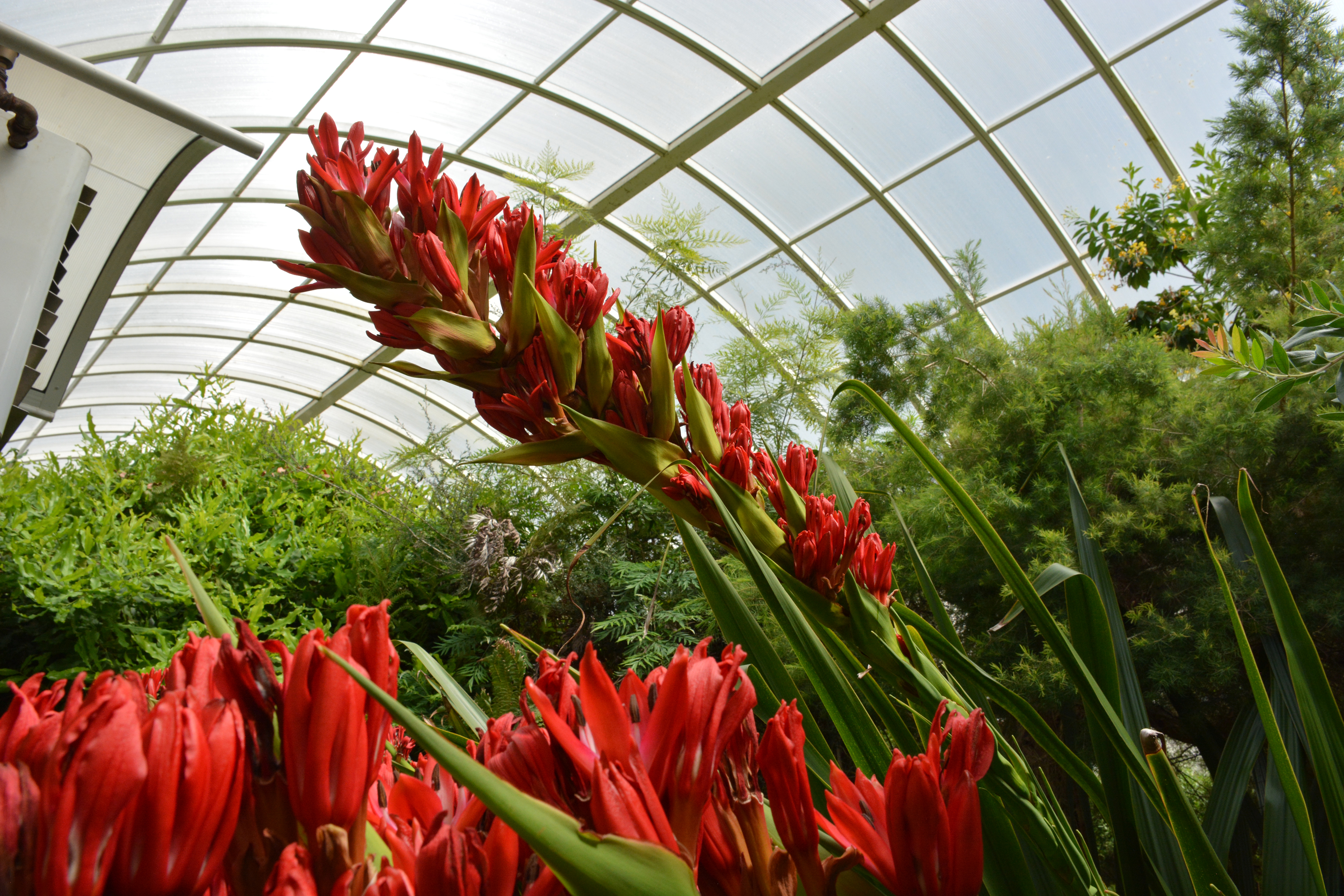 Gigantische Speerblume öffnet ihre Blüten im Grugapark Essen