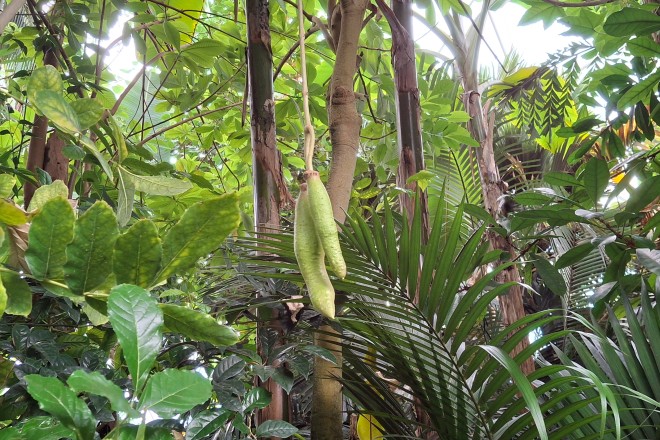 Am Leberwurstbaum, Kigelia africana, im Regenwaldhaus des Grugaparks entwickeln sich Früchte!