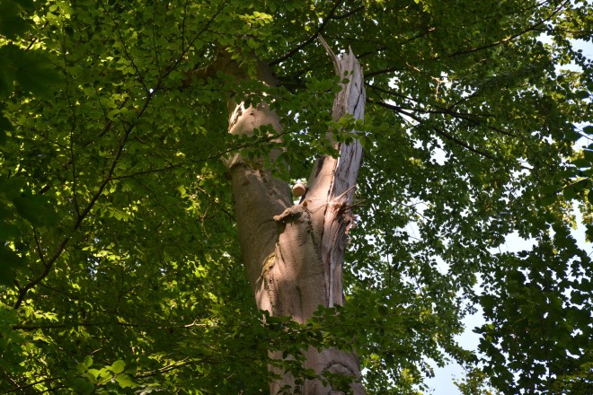 Foto: An vielen alten Bäumen sind noch Schäden vom Sturm "Ela" 2014 feststellbar. Hier wurde durch Ela die Hälfte der Krone einer Buche herausgebrochen. Der Baum wurde dauerhaft markiert und wird weiterhin regelmäßig begutachtet, aber nicht gefällt.
