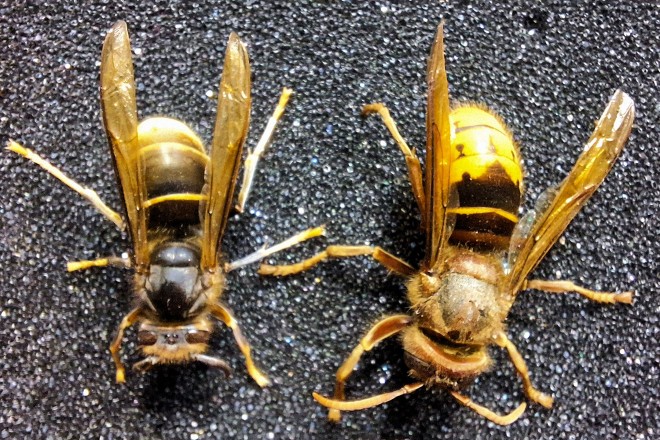 Links: Asiatische Hornisse, rechts: eine europäische Hornisse.