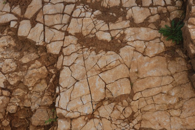 Der Boden des Jahres 2025: Rendzina.