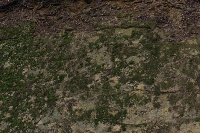 Der Boden des Jahres 2026: Archivboden [Braunlehm (Terra fusca) aus Zellenkalk].