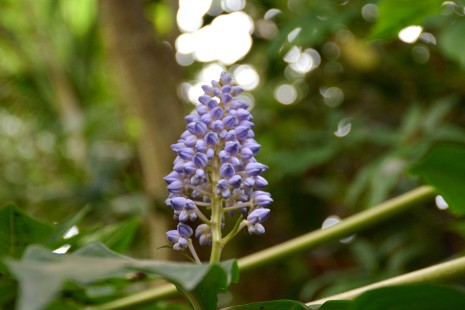 Blütenstand des Blauen Ingwers