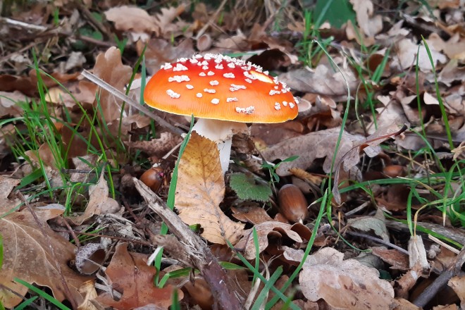 Pilzfruchtkörper vom Fliegenpilz