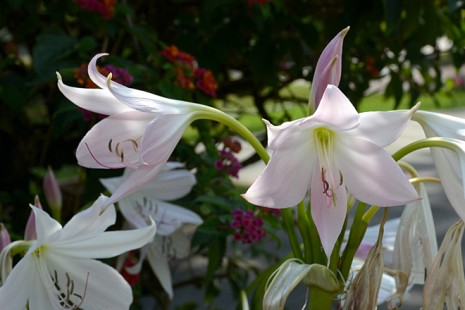 Blüten der Hakenlilie