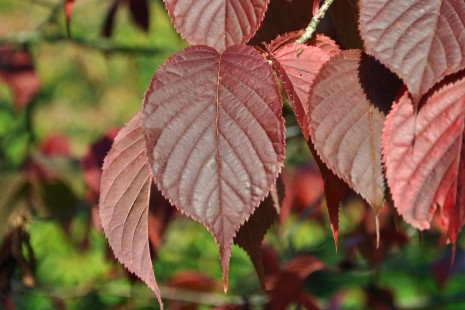 Herbstliche Laubfärbung