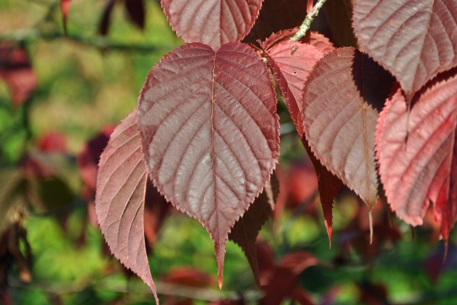 Herbstliche Laubfärbung