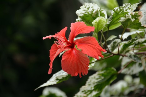 Hibiskusblüte