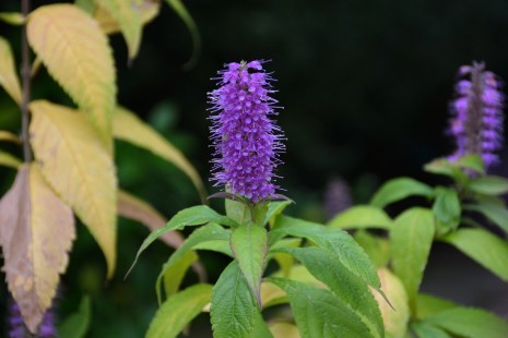 Blütenstand der Kammminze