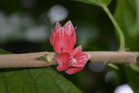 Blüte der Pavonia 