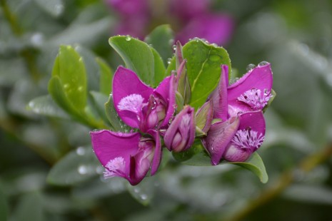 Blüten von der Kreuzblume