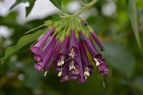 Blüten vom Veilchenstrauch