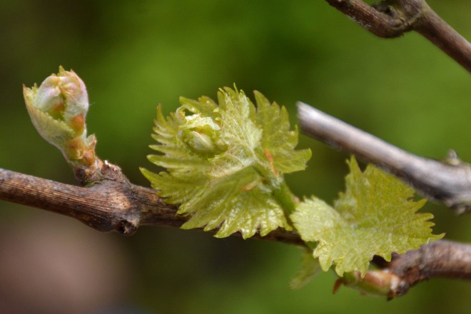 Austrieb einer Weinrebe
