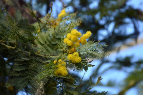 Bl&uuml;ten von der Silber-Akazie