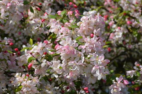 Der Zierapfelbaum an der Dahienarena bl&uuml;ht