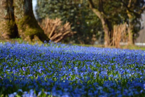 Blausternchen und Schneeglanz bl&uuml;hen im Fr&uuml;hbl&uuml;herteil 