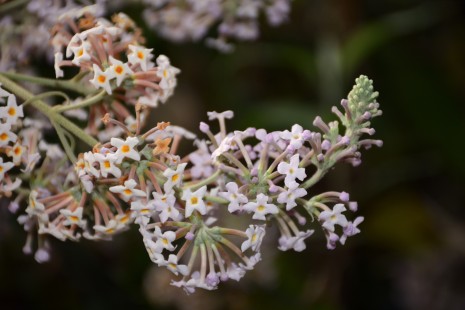 Bl&uuml;tenstand vom Schmetterlingsflieder 