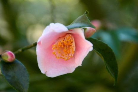 Bl&uuml;te von Camellia 'Duftgl&ouml;ckchen'