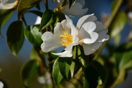 Bl&uuml;te von Camellia grijsii