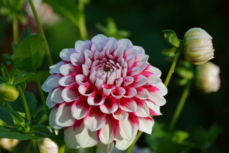 Bl&uuml;te einer Dahlie