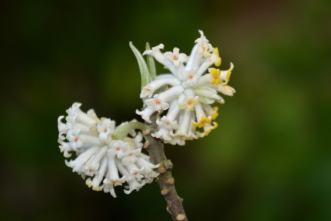 Bl&uuml;ten von Edgeworthia chrysantha