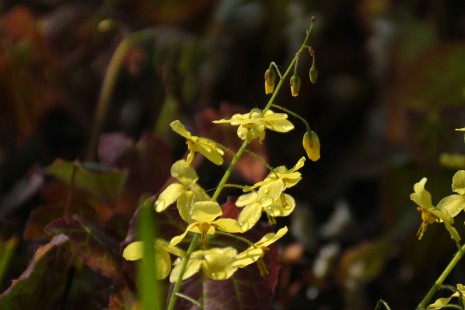 Die Elfenblume bl&uuml;ht an der Dahlienarena