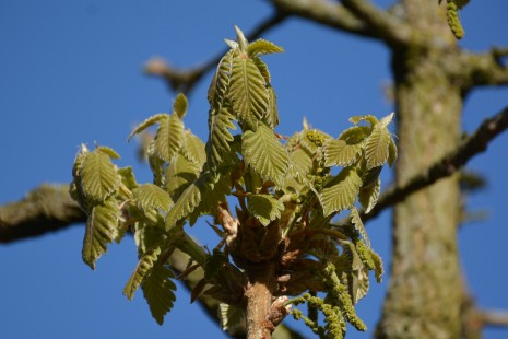 Die Japanische Kaisereiche treibt aus