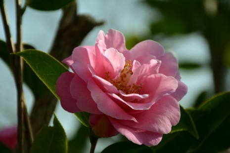 Kamelien bl&uuml;hen an der Baumhaselallee