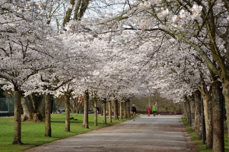 Eine Allee mit wei&szlig; bl&uuml;henden Japanischen Maienkirschen in der N&auml;he des Ponyhofs