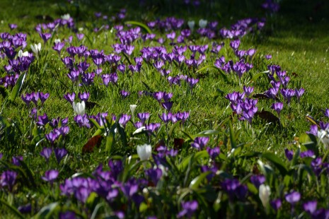 bl&uuml;hende Krokusse
