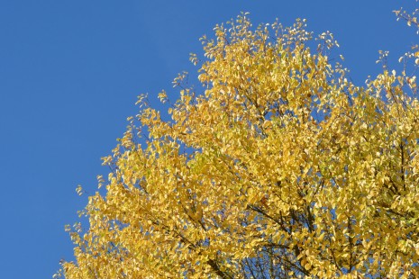 Herbstliches Laub vom Kuchenbaum