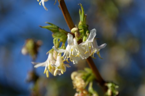 Bl&uuml;ten von der Winter-Heckenkirsche