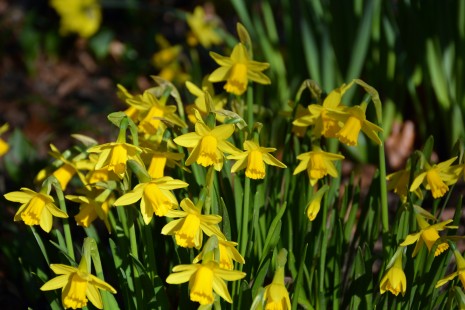 Narzissen bl&uuml;hen am Bauerngarten