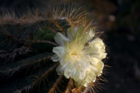 Bl&uuml;te der Parodia
