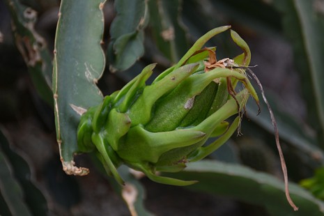 Die Pithaya bildet eine Frucht im Kakteen- und Sukkulentenhaus