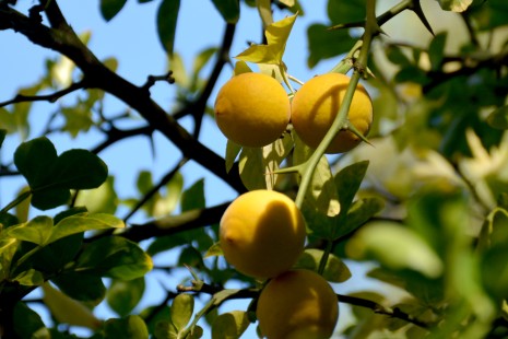 Fr&uuml;chte der Bitterorange