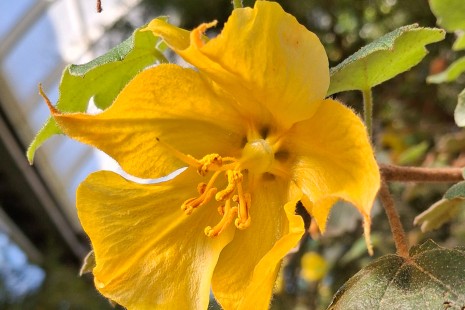 Der Kalifornische Flanellstrauch bl&uuml;ht im Mediterraneum