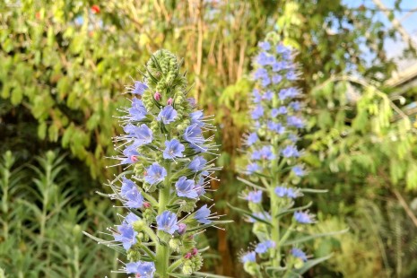 Der Natternkopf bl&uuml;ht im Mediterraneum