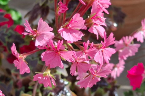 Die Pelargonien-Ausstellung in den Pflanzenschauh&auml;usern kann ab sofort besichtigt werden